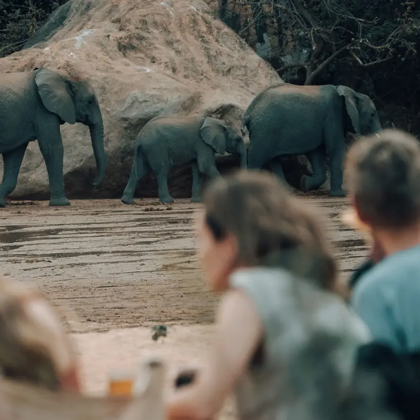 Guests viewing elephants from vehicle at waterhole, Manyara Green Camp, Lake Manyara, Tanzania