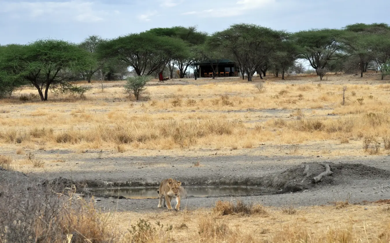 Lion drinking from waterhole with lodge and acacia trees in background, Manyara Ranch, Lake Manyara, Tanzania