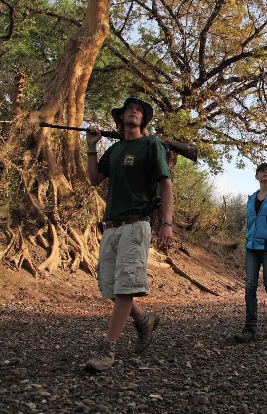 Hunter carrying rifle on woodland trail with ancient tree, Manyara Ranch, Lake Manyara, Tanzania
