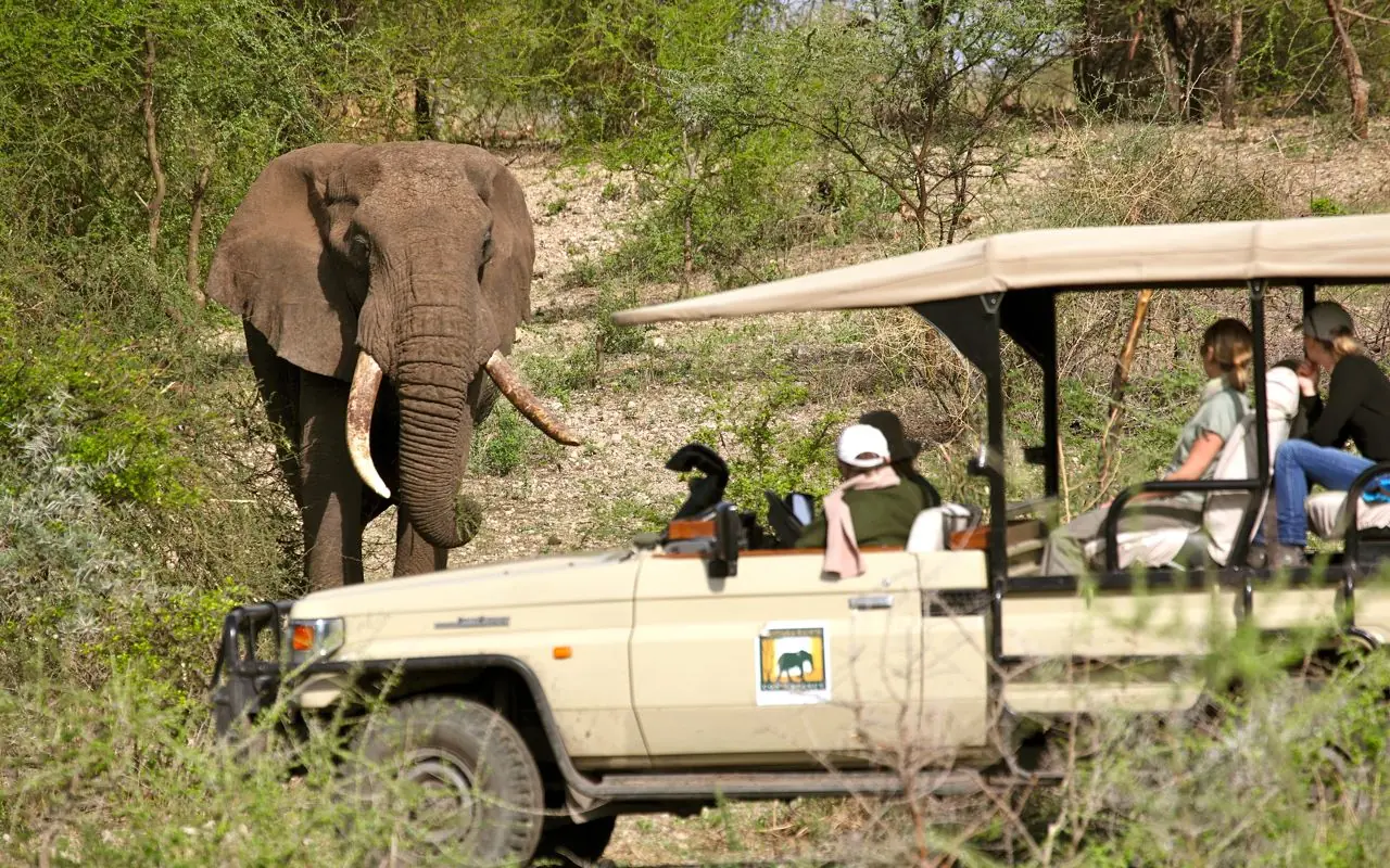 Safari vehicle with guests observing elephant in woodland savanna, Manyara Ranch, Lake Manyara, Tanzania