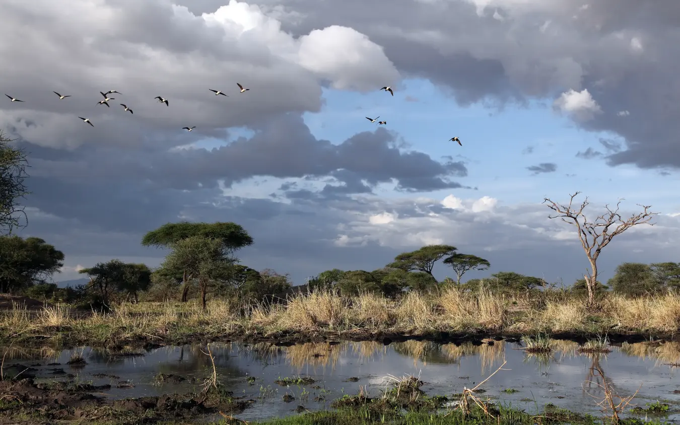 Flock of birds flying over waterhole with acacia trees and savanna grassland, Manyara Ranch, Lake Manyara, Tanzania