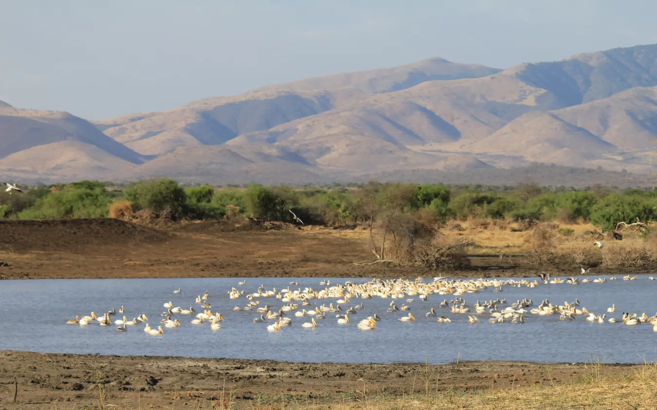 Large flock of white birds gathered in shallow water with arid mountains behind, Manyara Ranch, Lake Manyara, Tanzania