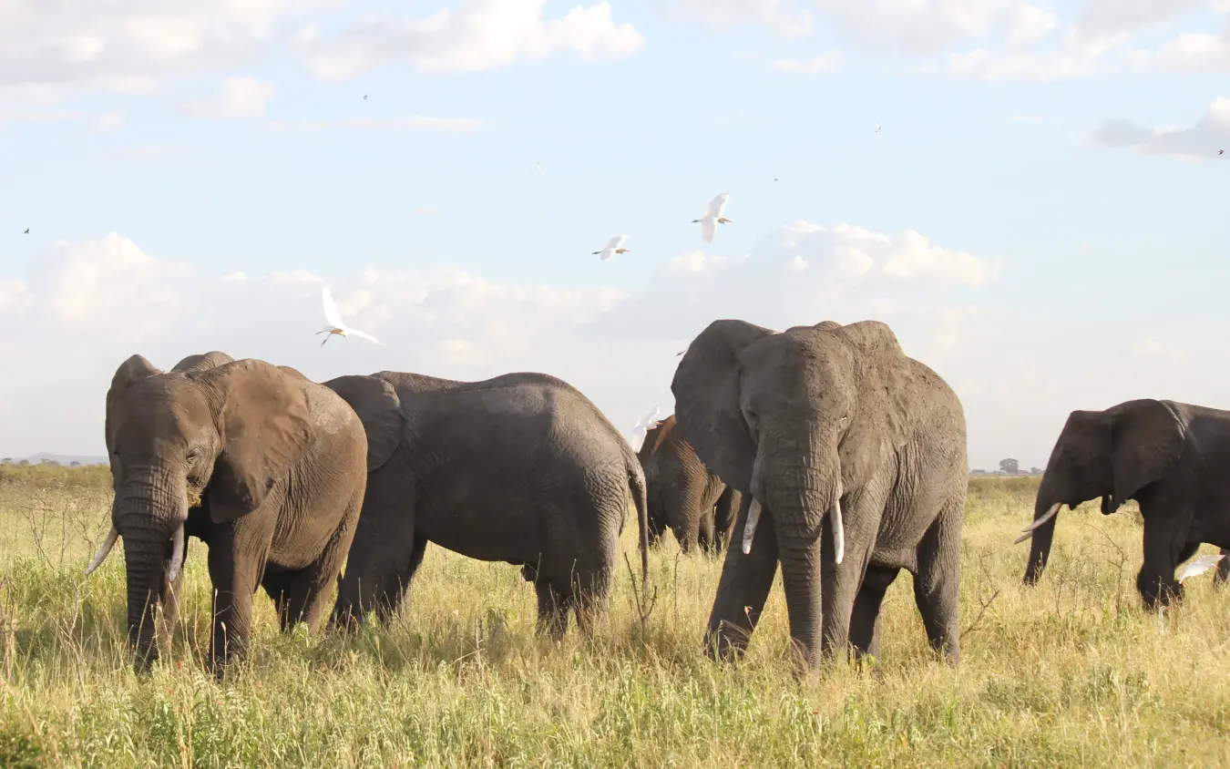 Herd of elephants walking through grassland savanna with birds flying overhead, Manyara Ranch, Lake Manyara, Tanzania