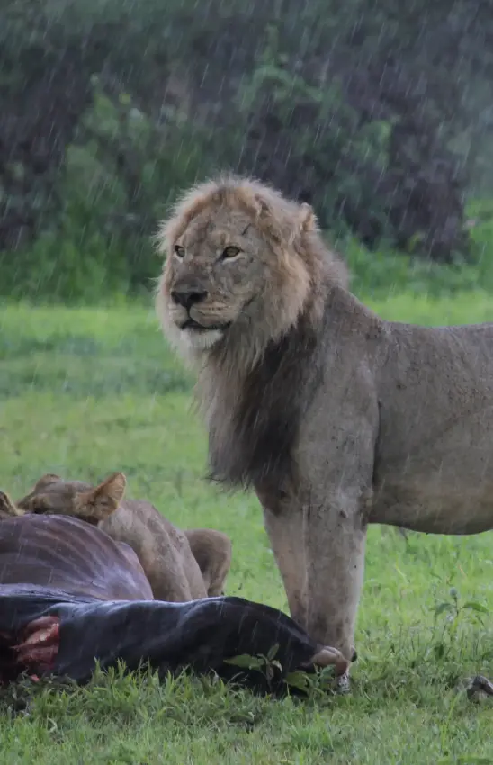 Male lion with kill on grassland during rainfall, Manyara Ranch, Lake Manyara, Tanzania