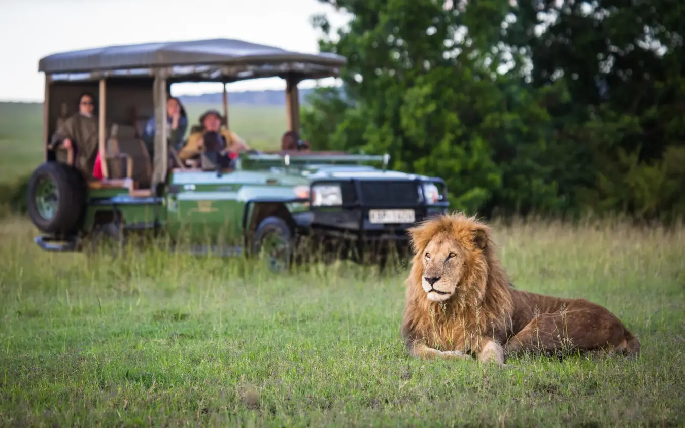 Lion resting on savanna with safari vehicle and guests, Mara Nyika Camp, Maasai Mara, Kenya