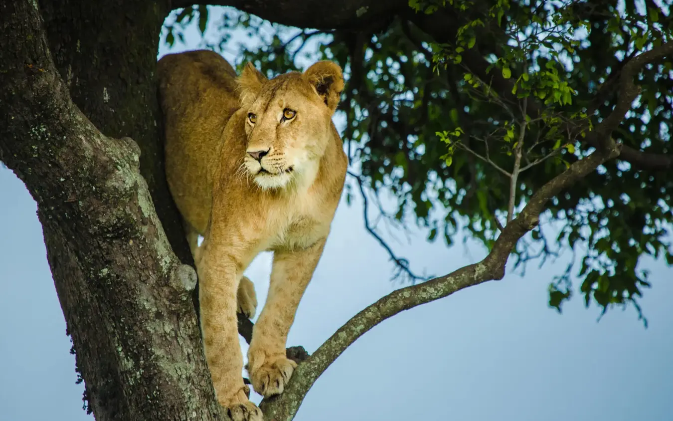 Lion resting on tree branch looking toward camera, Mara Nyika Camp, Maasai Mara, Kenya