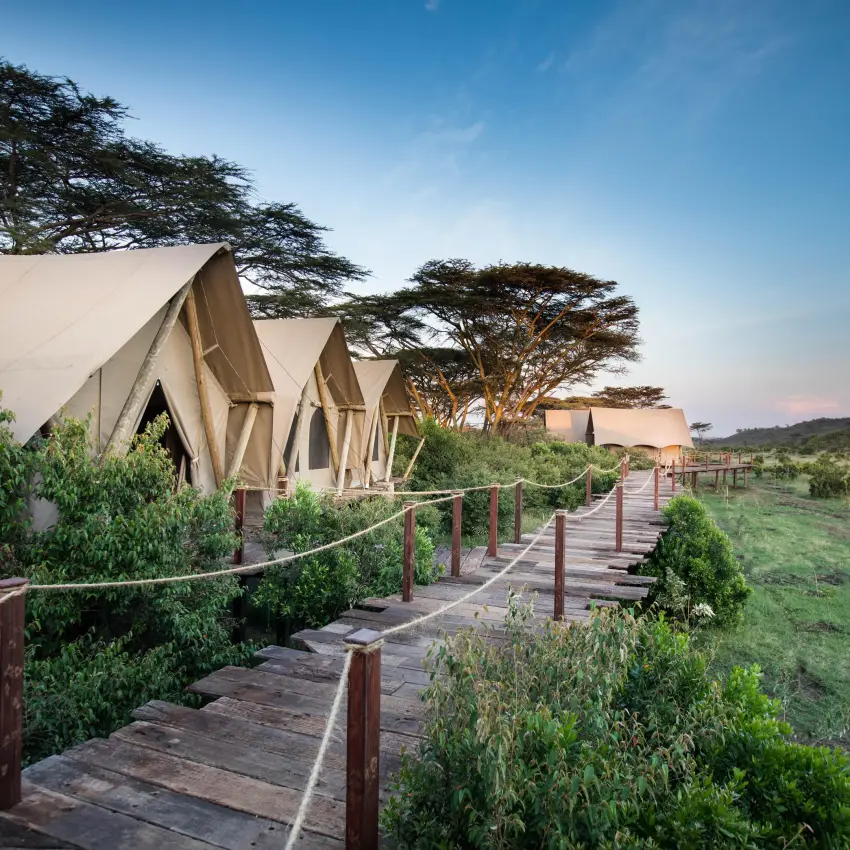 Canvas safari tents with wooden walkway at sunset, Mara Nyika Camp, Maasai Mara, Kenya