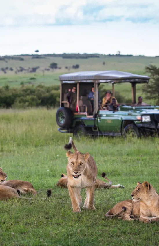 Safari vehicle with guests observing lions resting in grassland, Maasai Mara, Kenya