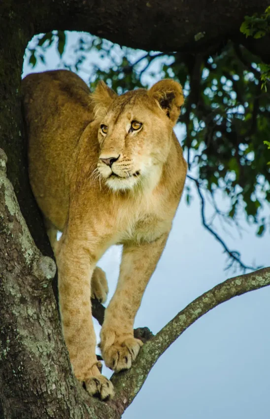 Lioness resting on tree branch among green foliage, Mara Plains Camp, Maasai Mara, Kenya