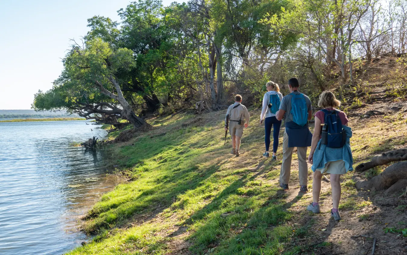 Group of guests walking along riverbank with trees, Matetsi River Lodge, Victoria Falls, Zimbabwe