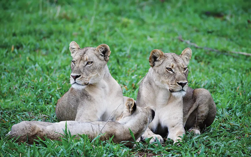 Three lions resting together on green grass, Matetsi River Lodge, Victoria Falls, Zimbabwe