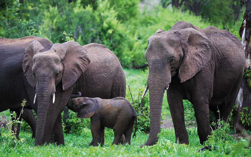 African elephants with calf grazing in natural habitat, Matetsi River Lodge, Victoria Falls, Zimbabwe