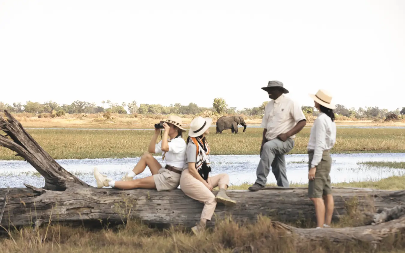Guests on guided walking safari observing elephant at waterhole, Mombo Camp, The Okavango Delta, Botswana
