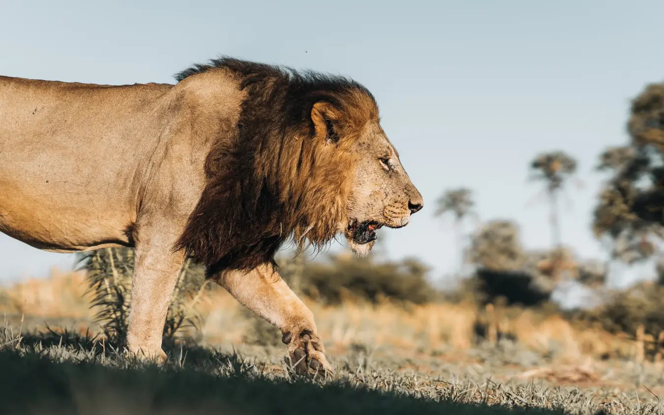 Male lion walking through grassland with acacia trees in background, Mombo Camp, The Okavango Delta, Botswana