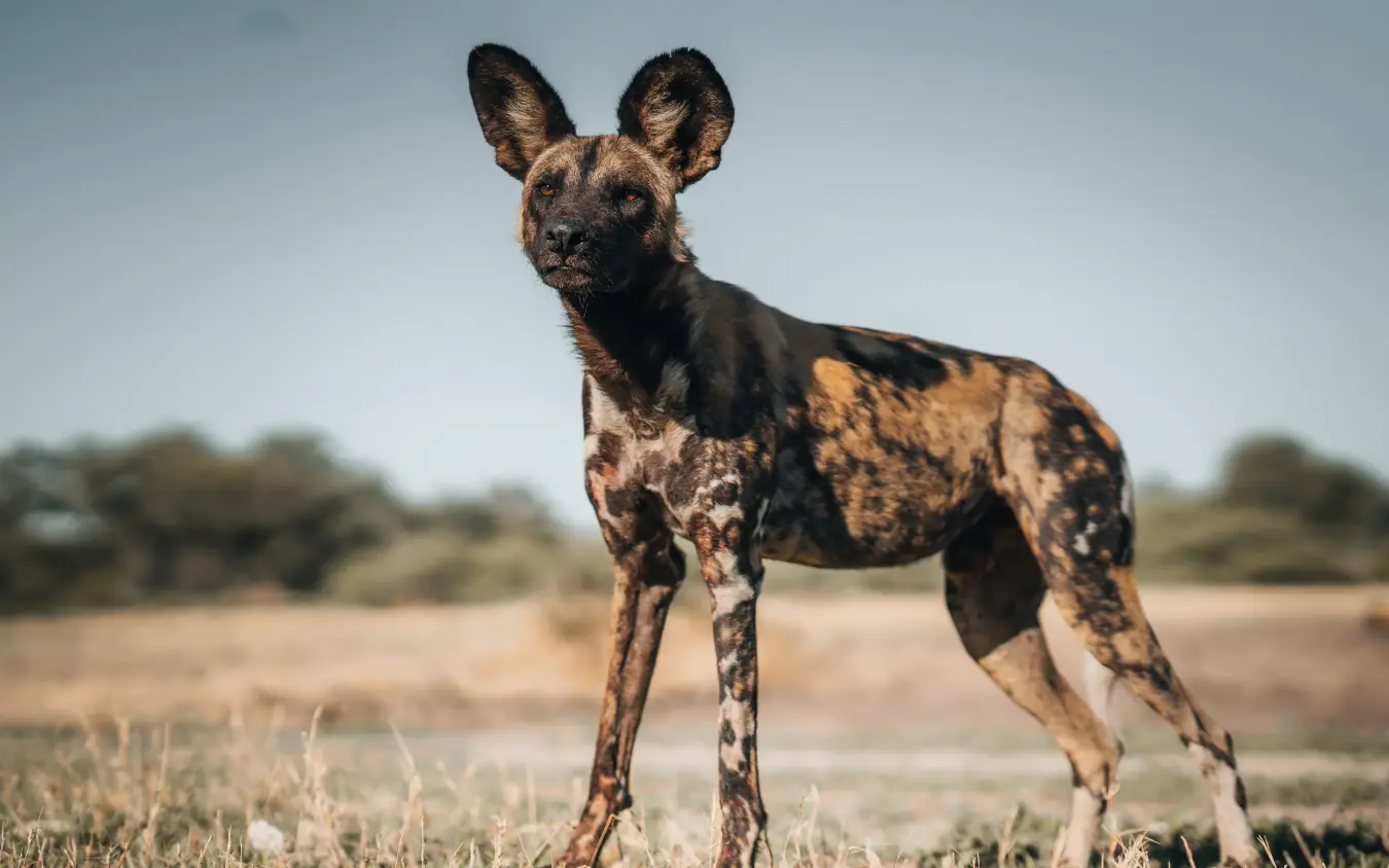 African wild dog standing alert in arid savanna landscape, Mombo Camp, The Okavango Delta, Botswana