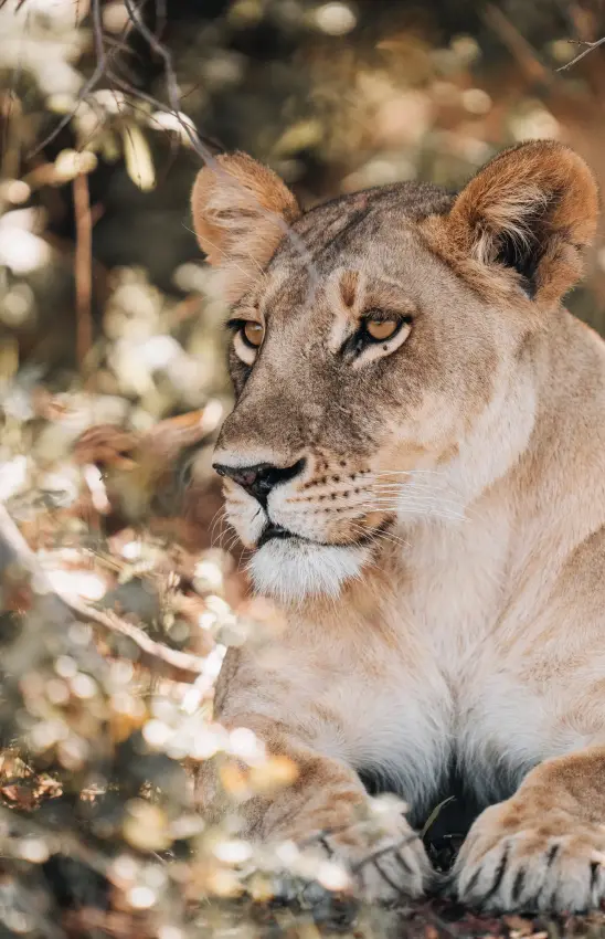 Lioness resting among acacia branches in dappled shade, Mombo Camp, The Okavango Delta, Botswana