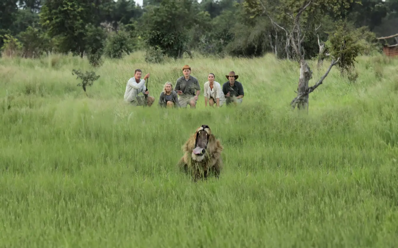 Group of safari guides approaching lion in grassland