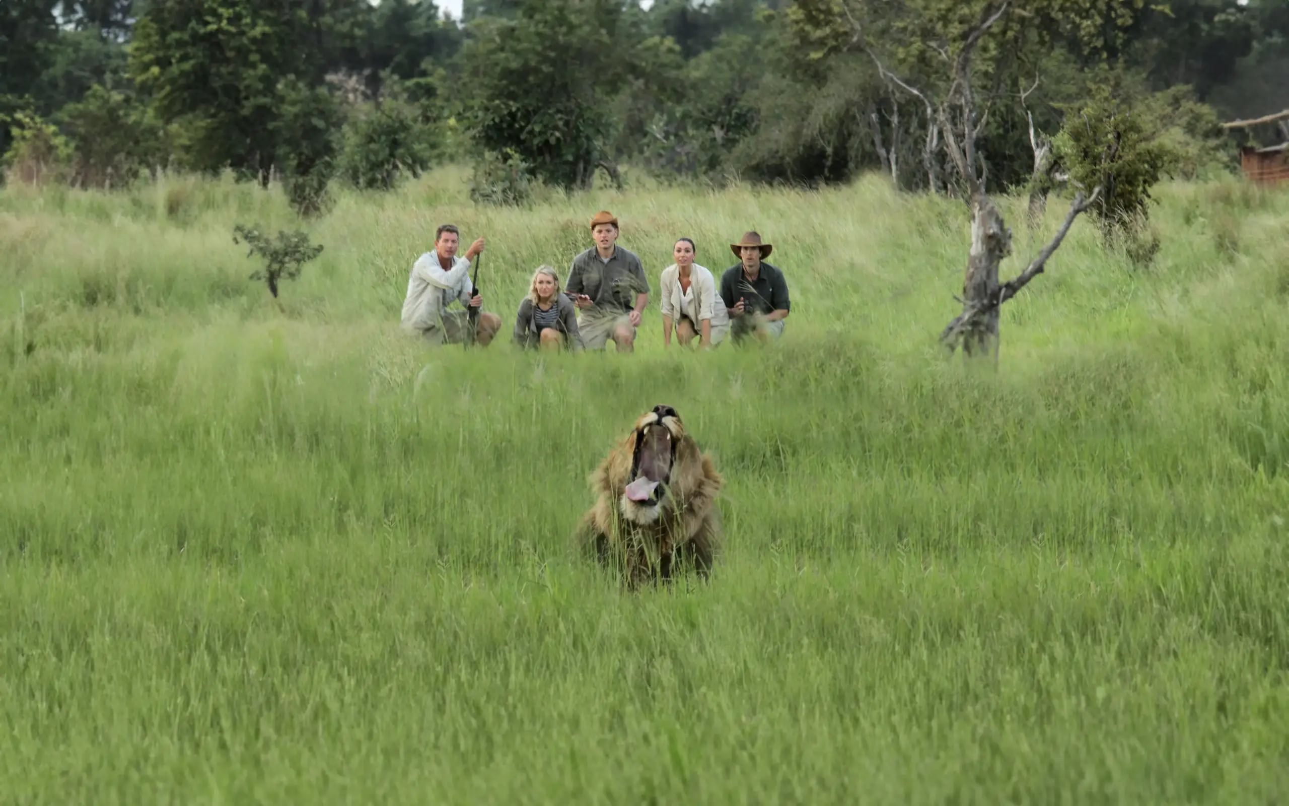 Group of safari guides approaching lion in grassland