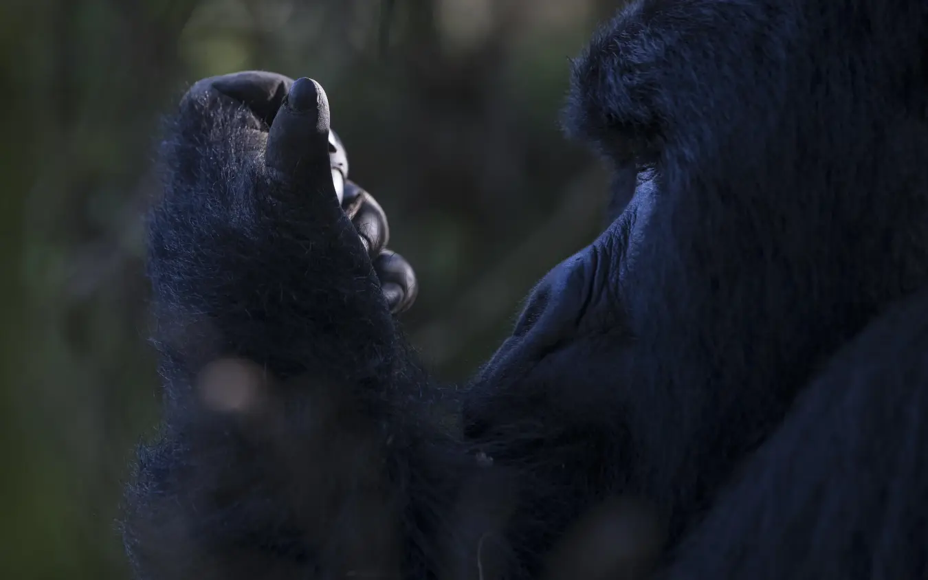 Close-up of young gorilla holding adult gorilla's hand, Mount Gahinga Lodge, Mgahinga National Park, Uganda