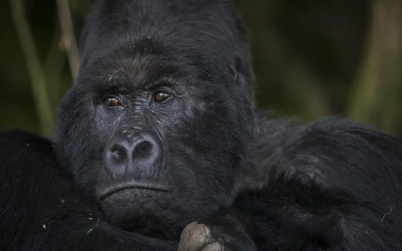 Close portrait of a mountain gorilla looking directly at camera, Rwanda