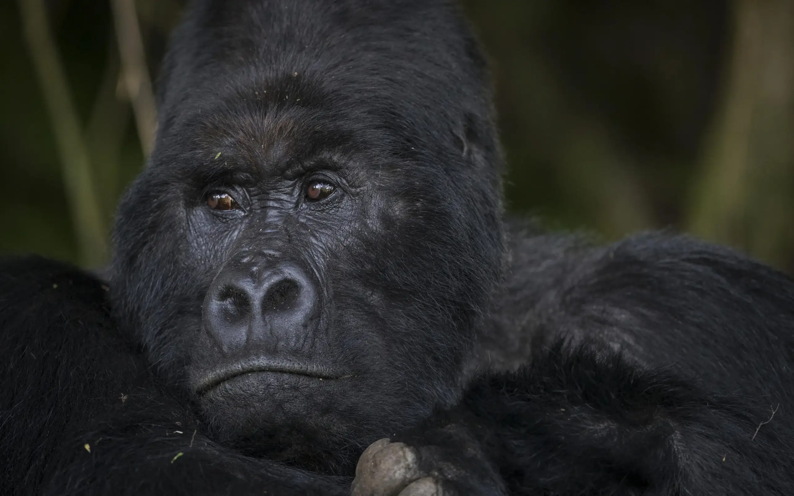 Close portrait of a mountain gorilla looking directly at camera, Rwanda