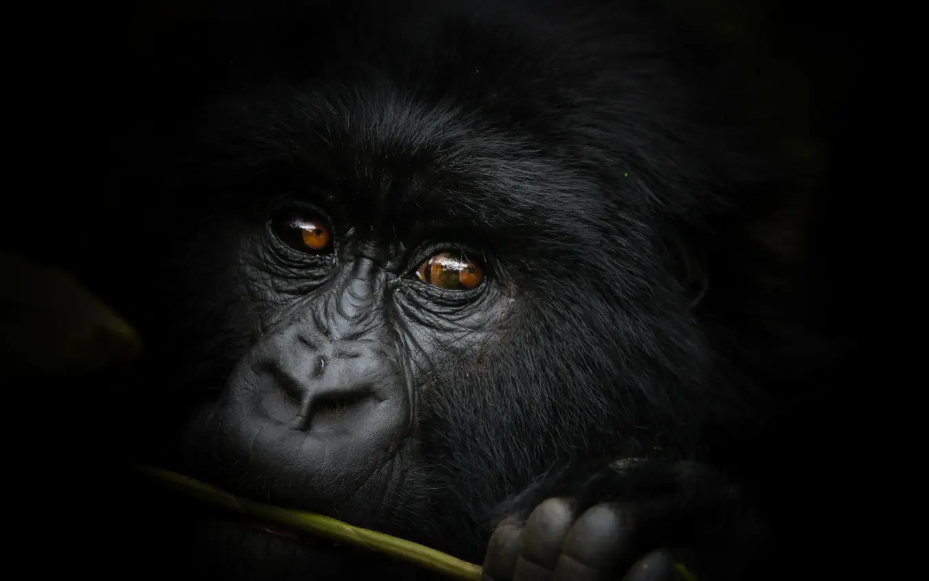 Close-up portrait of a black primate with amber eyes