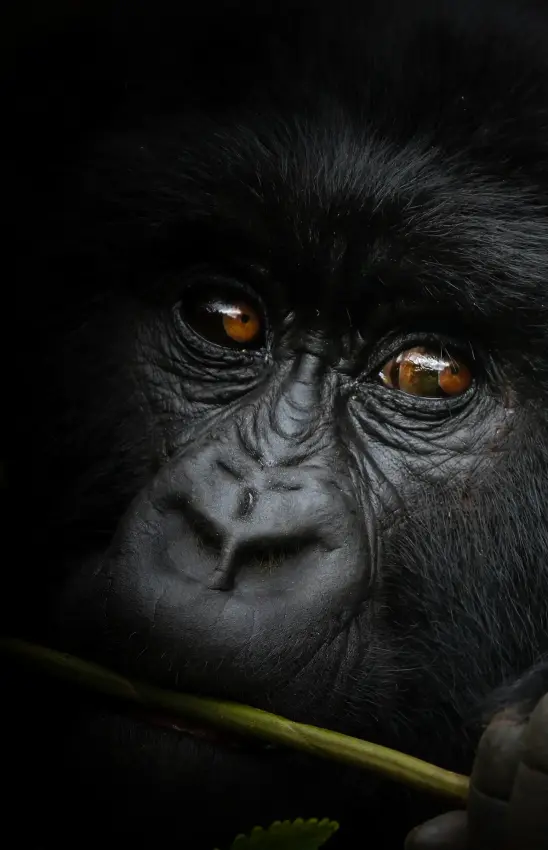 Close-up portrait of a black primate with amber eyes