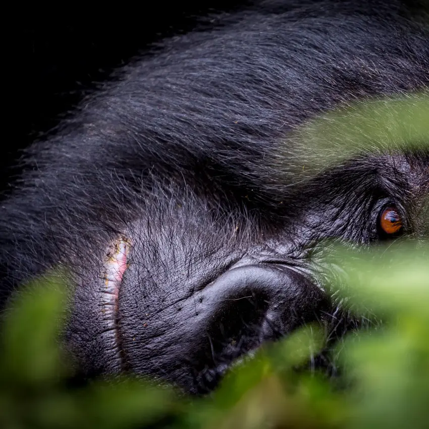 Close-up portrait of a mountain gorilla peering through dense forest foliage