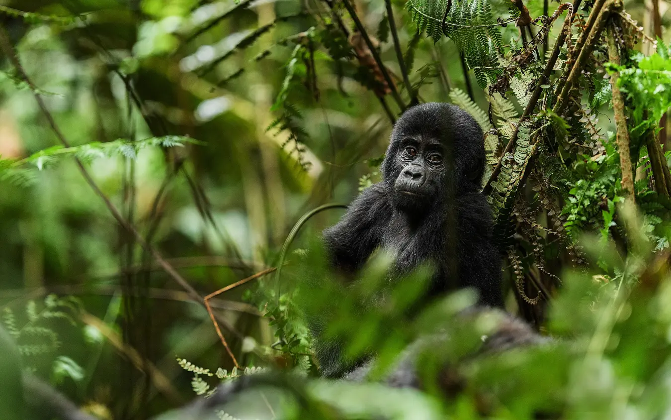 Young black gorilla surrounded by dense green forest vegetation