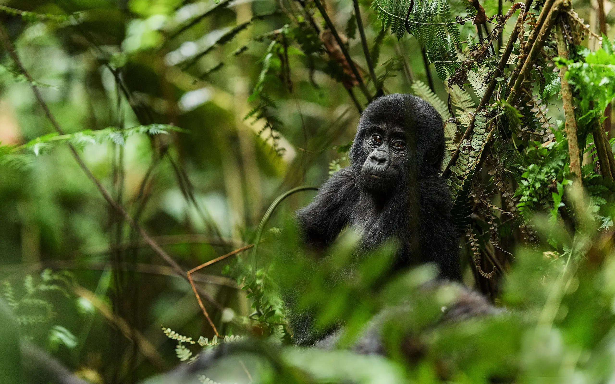 Young black gorilla surrounded by dense green forest vegetation