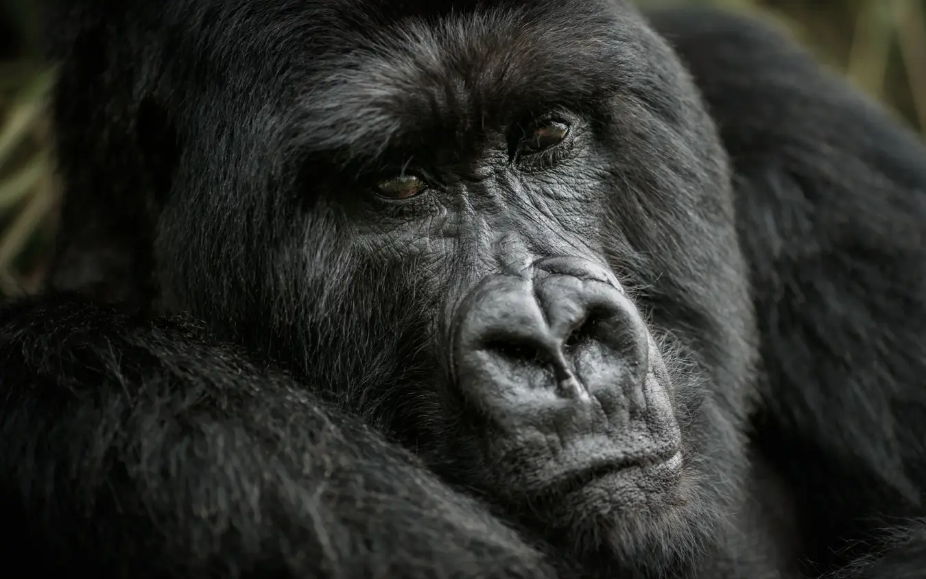 Close-up portrait of a dark-furred primate looking directly at camera
