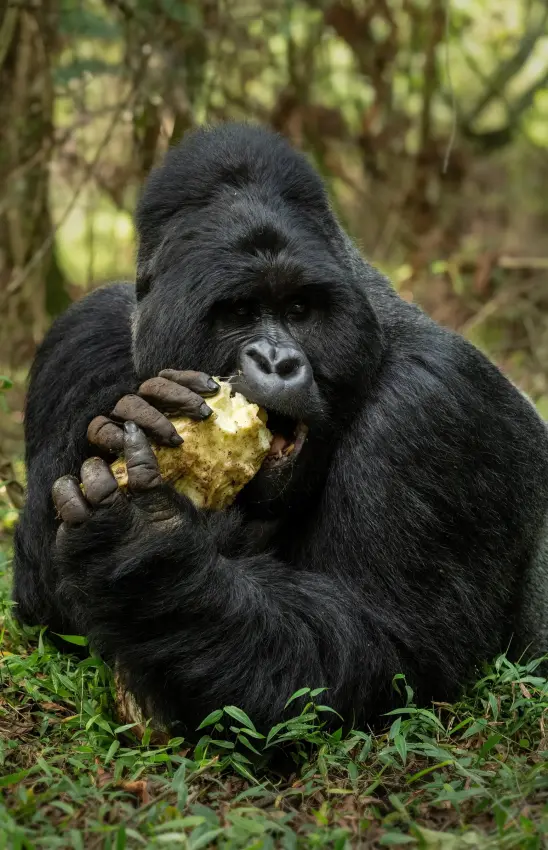 Western lowland gorilla eating vegetation in forest habitat