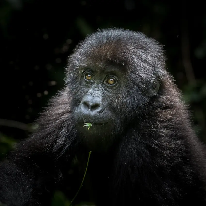 Dark-furred primate with intense gaze eating vegetation