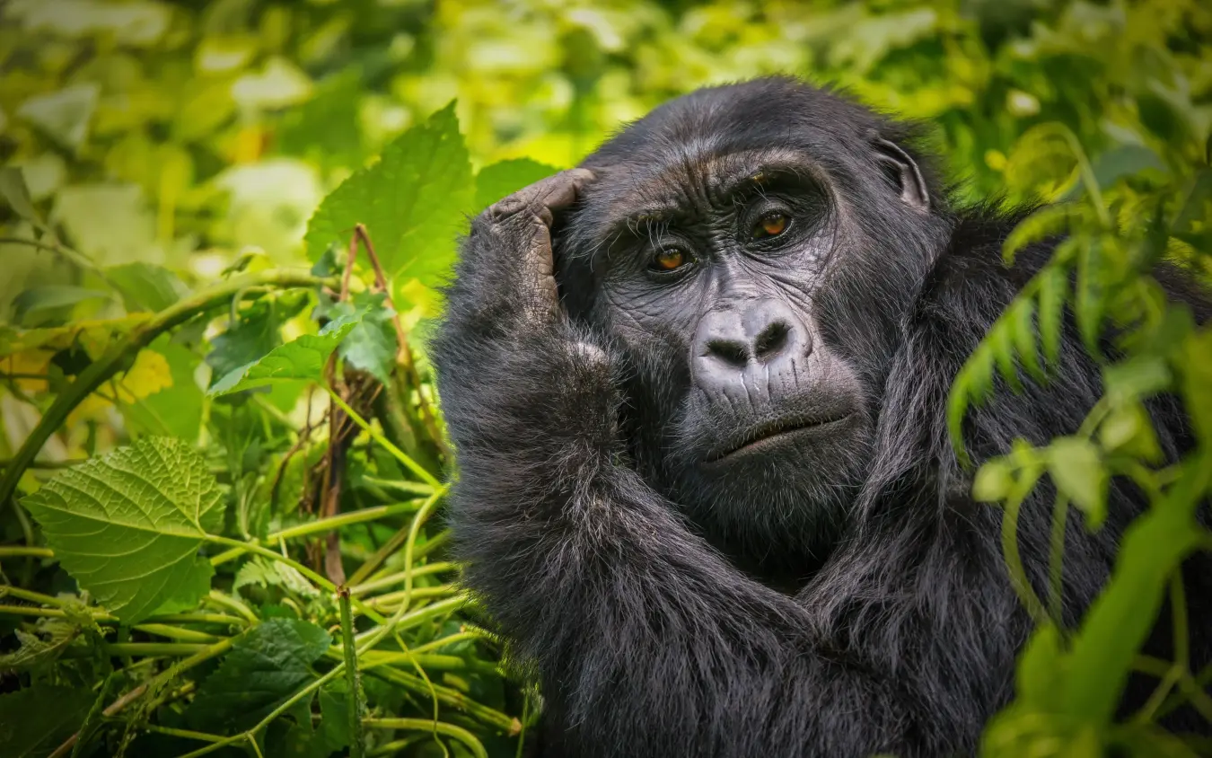Chimpanzee surrounded by green foliage in natural habitat