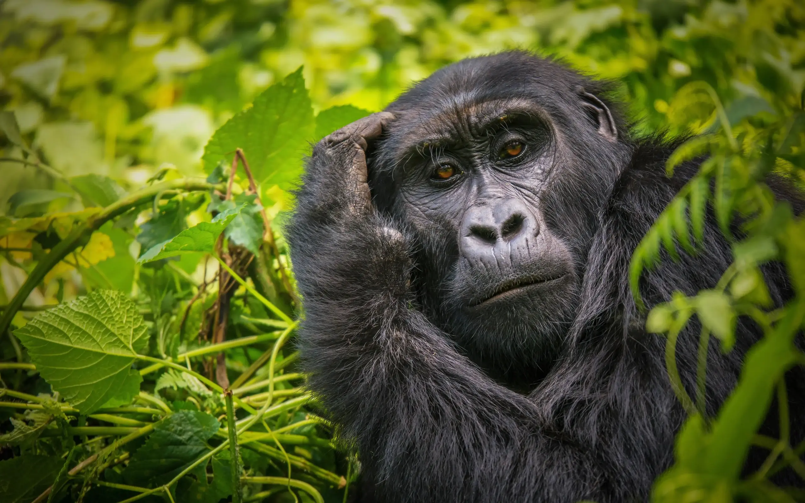 Chimpanzee surrounded by green foliage in natural habitat