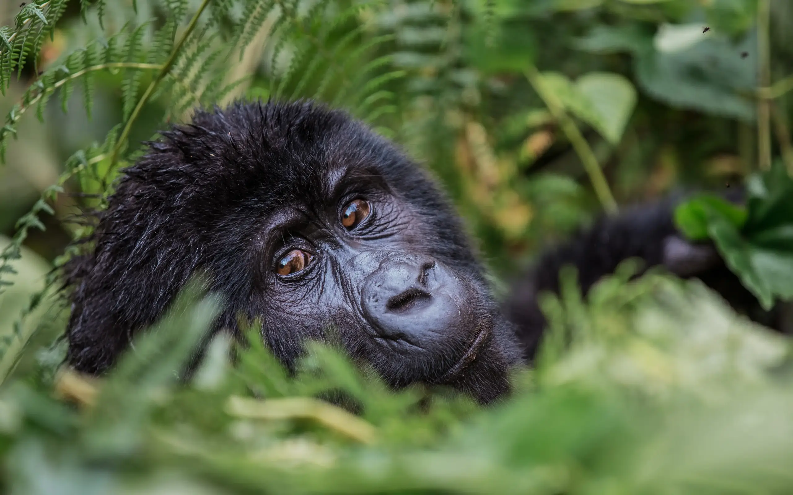Black gorilla peering through green fern fronds