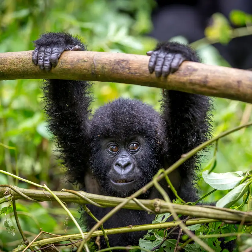 Young gorilla hanging from branch in forest canopy