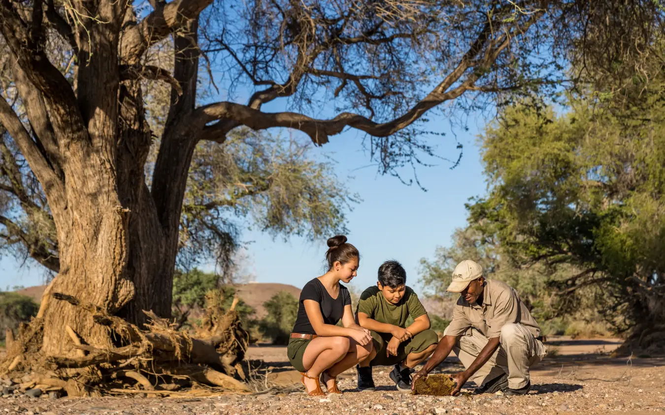 Three people examining soil or plants beneath ancient acacia tree in savanna, Mowani Mountain Camp, Damaraland, Namibia