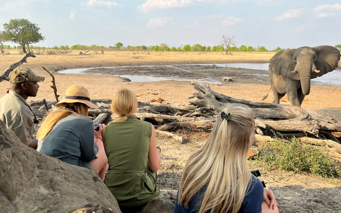 Guests observing elephant at waterhole from safe viewing distance on ground, Muddy Teak, Hwange National Park, Zimbabwe