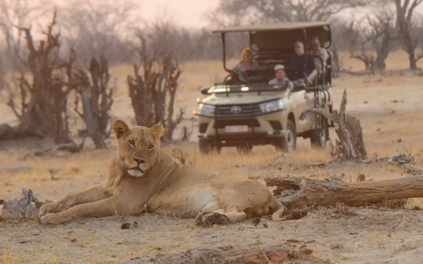 Lioness resting near safari vehicle with guests on arid terrain, Muddy Teak, Hwange National Park, Zimbabwe