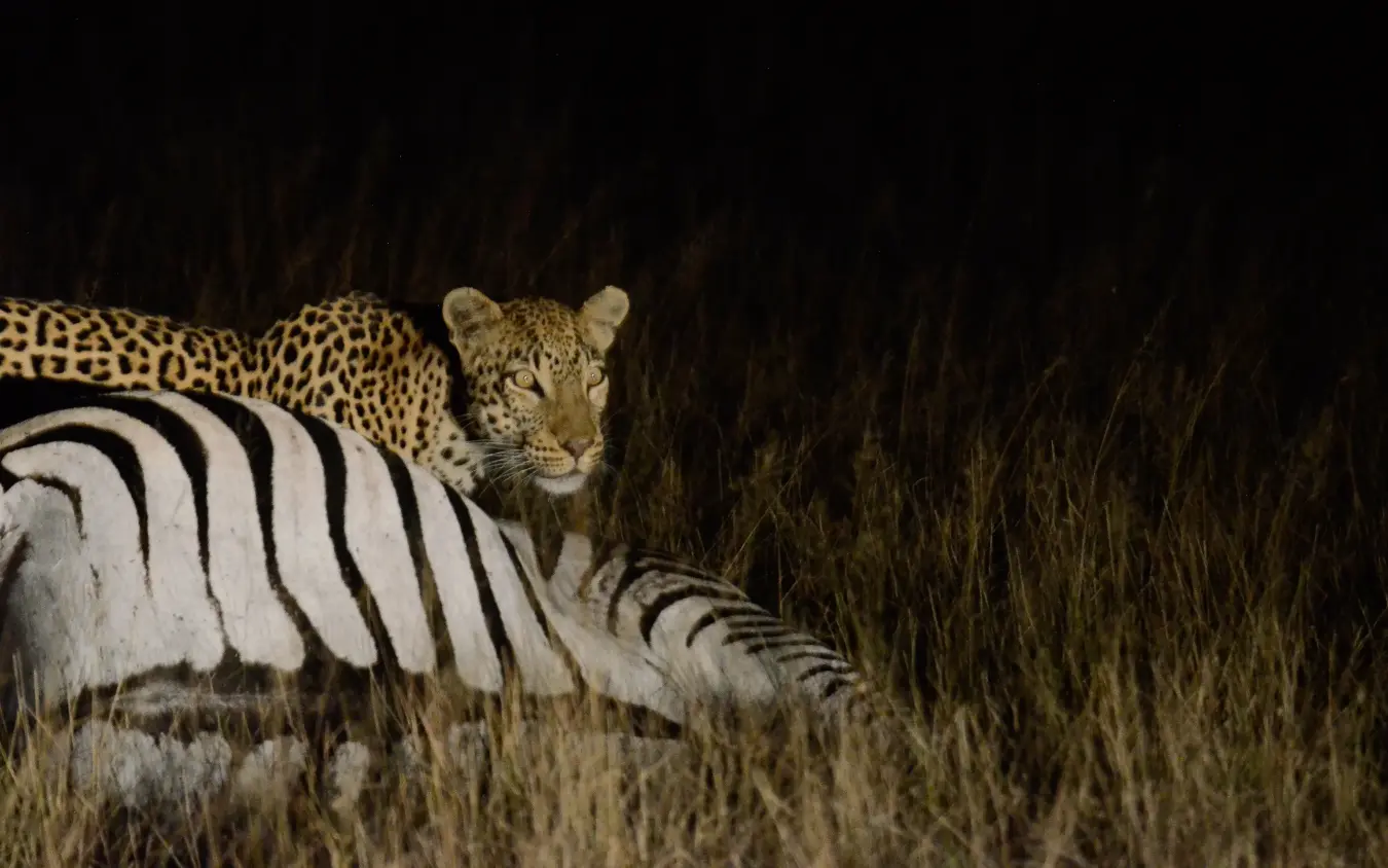 Leopard approaching zebra in grassland at night, Muddy Teak, Hwange National Park, Zimbabwe