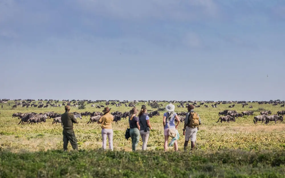 Guided walking safari group observing wildebeest herd on plains, Mwiba Lodge, Serengeti National Park, Tanzania