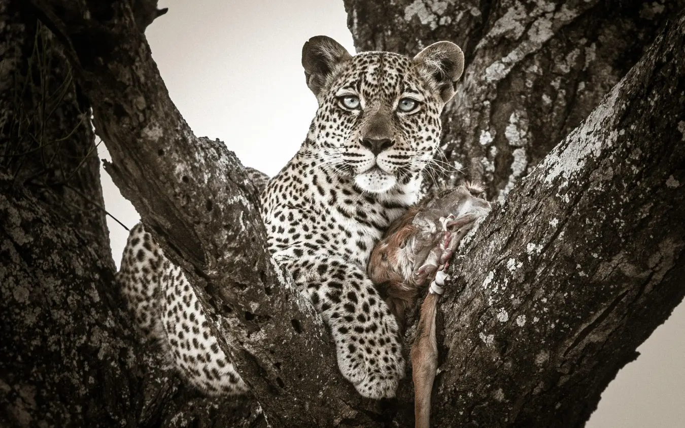 Leopard resting in tree branches with alert gaze, Tanzania