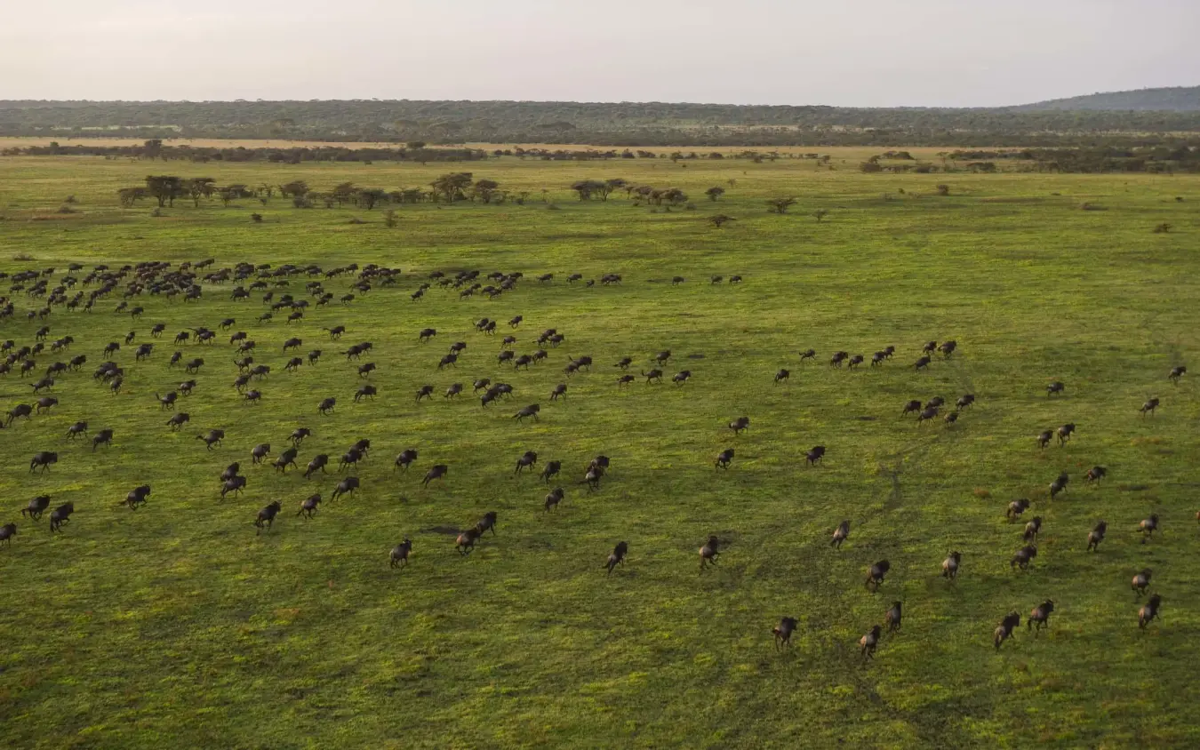 Herd of wildebeest scattered across green savanna grassland, Mwiba Lodge, Serengeti National Park, Tanzania