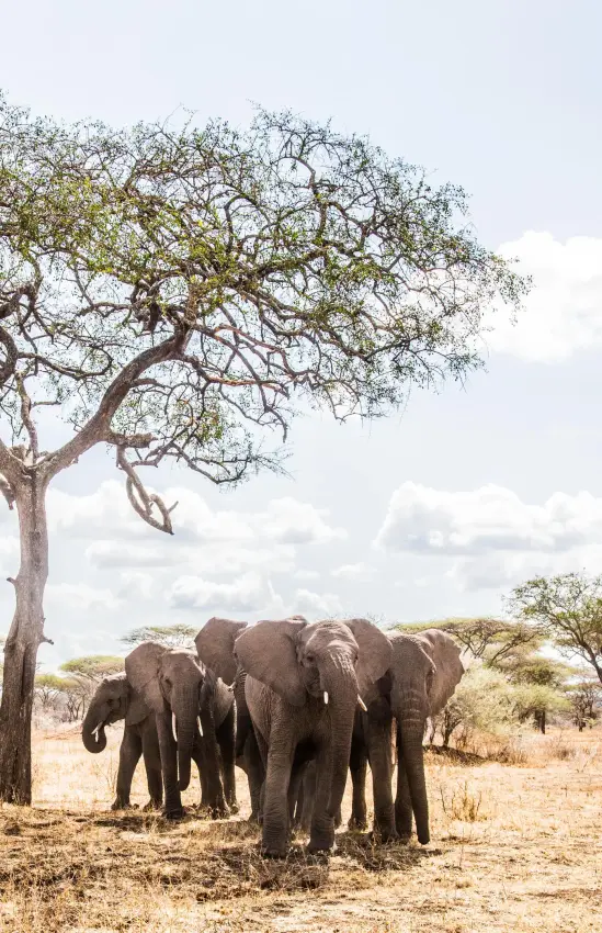 Elephants standing beneath acacia tree in savanna landscape, Mwiba Lodge, Serengeti National Park, Tanzania