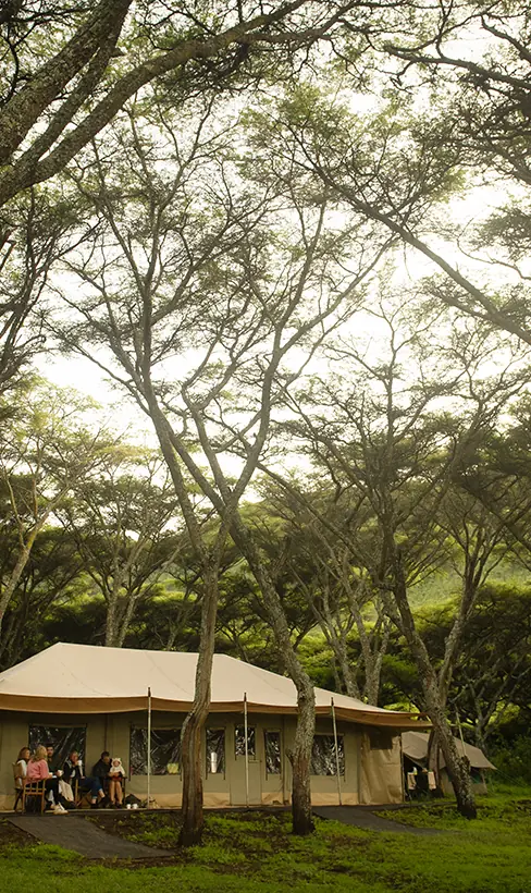 Canvas safari tent nestled among tall acacia trees, Mysigio Camp, Ngorongoro Crater, Tanzania