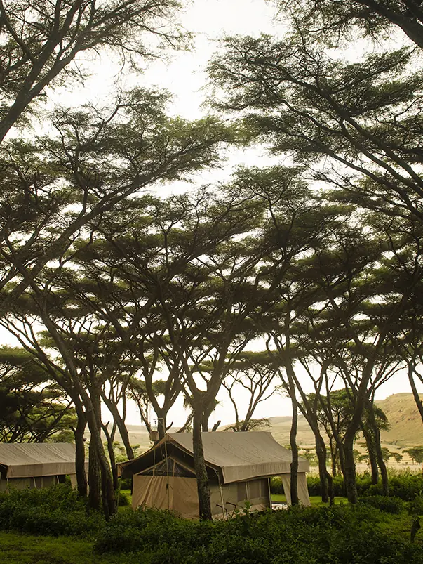 Safari camp tents nestled beneath acacia trees with rolling hills, Mysigio Camp, Ngorongoro Crater, Tanzania