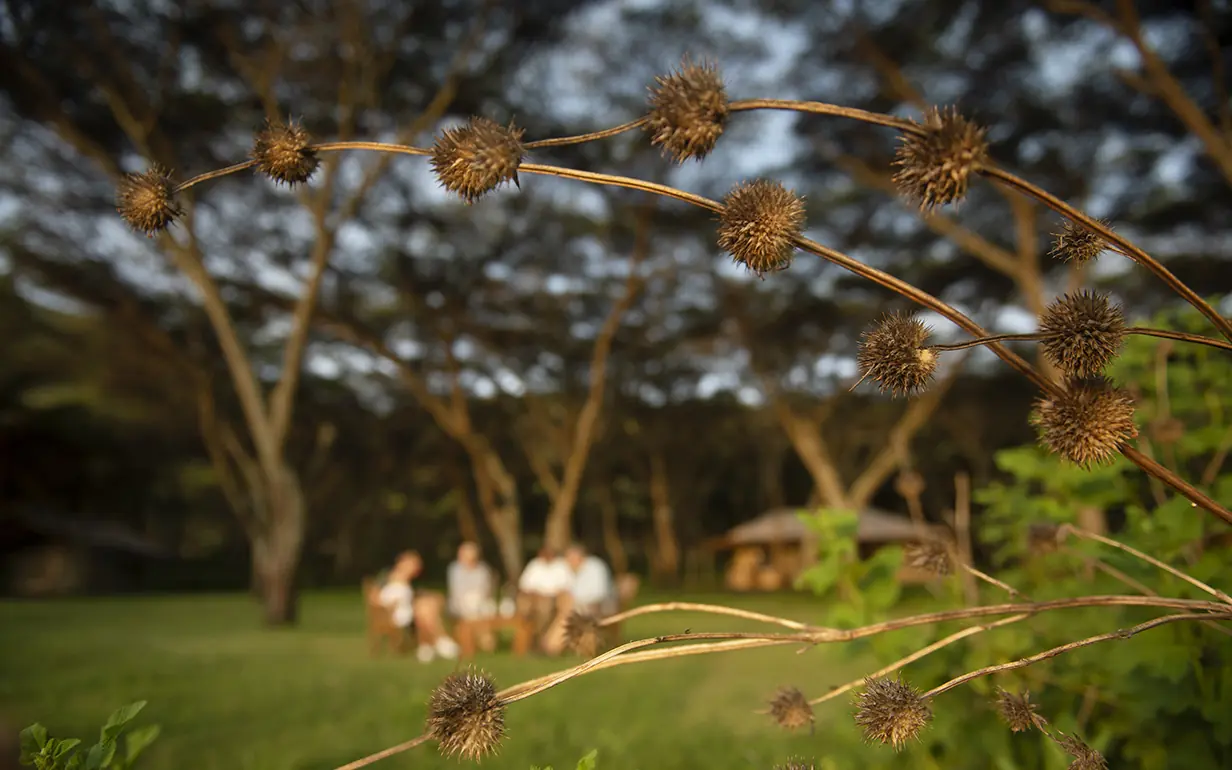 Dried seed pods on curved stems in garden setting, Mysigio Camp, Ngorongoro Crater, Tanzania
