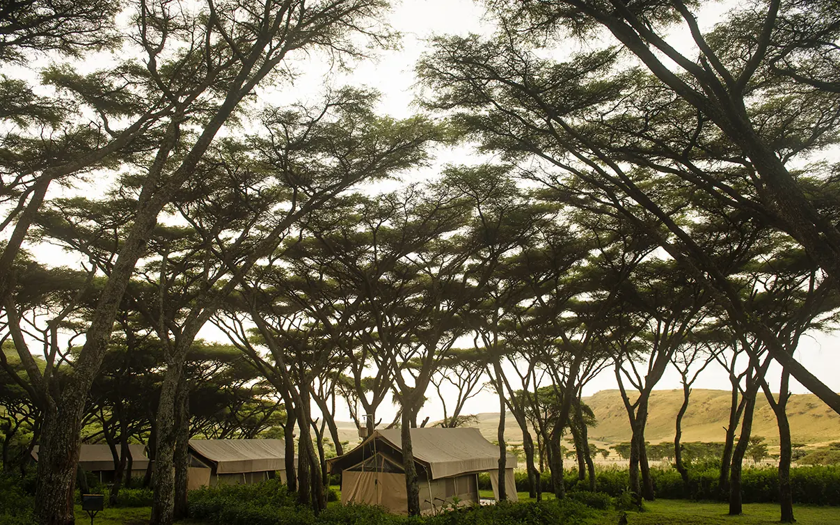 Safari camp tents nestled beneath acacia trees with rolling hills, Mysigio Camp, Ngorongoro Crater, Tanzania