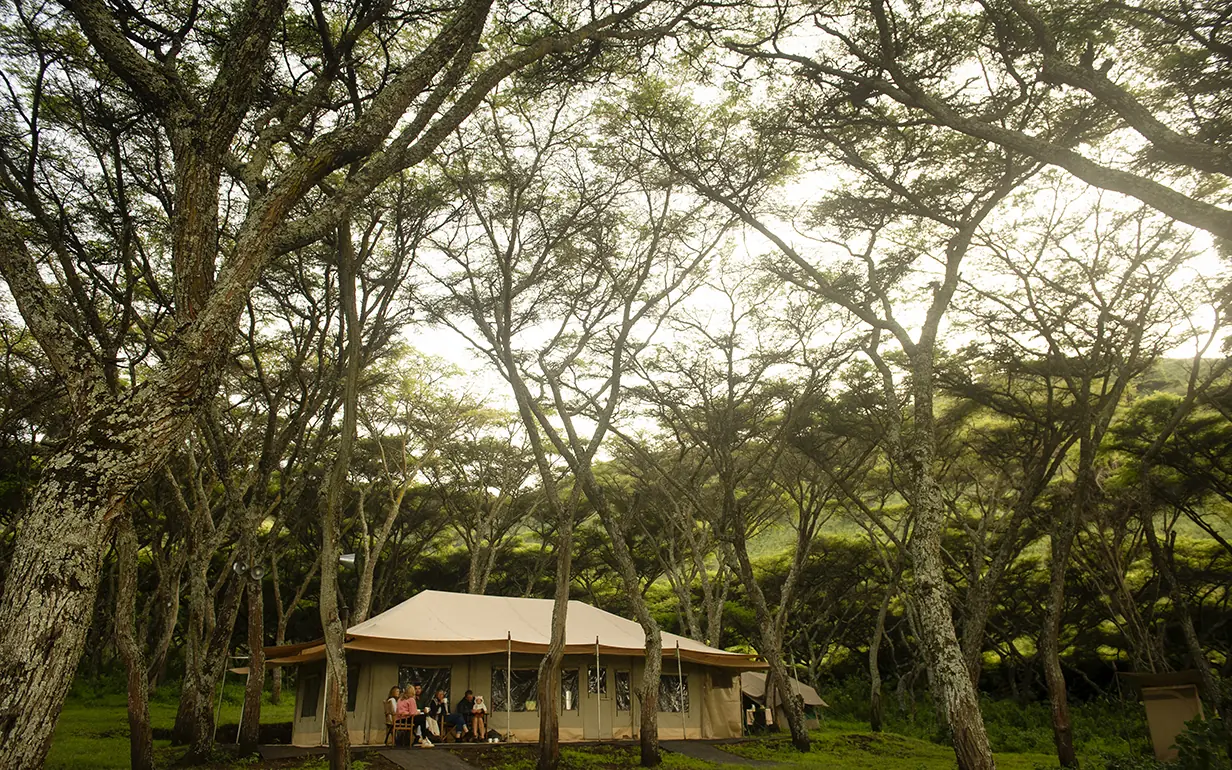 Canvas safari tent nestled among tall acacia trees, Mysigio Camp, Ngorongoro Crater, Tanzania